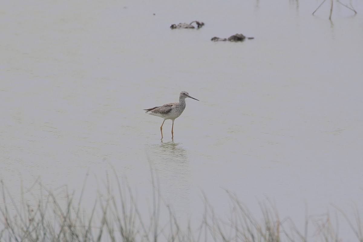 Greater Yellowlegs - ML447805891