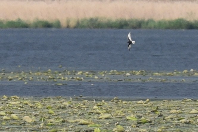 White-winged Tern - ML447806541