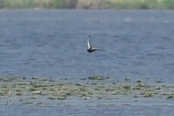 White-winged Tern - ML447806551