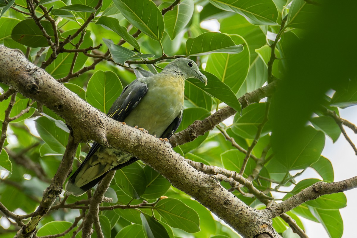 Large Green-Pigeon - Wich’yanan Limparungpatthanakij