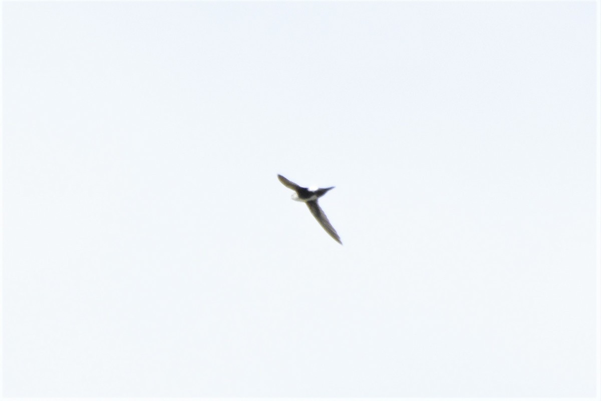 White-throated Swift - ML447808401