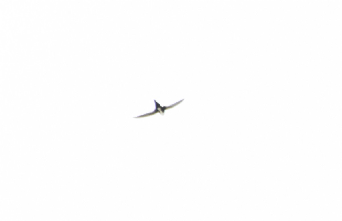 White-throated Swift - ML447808481