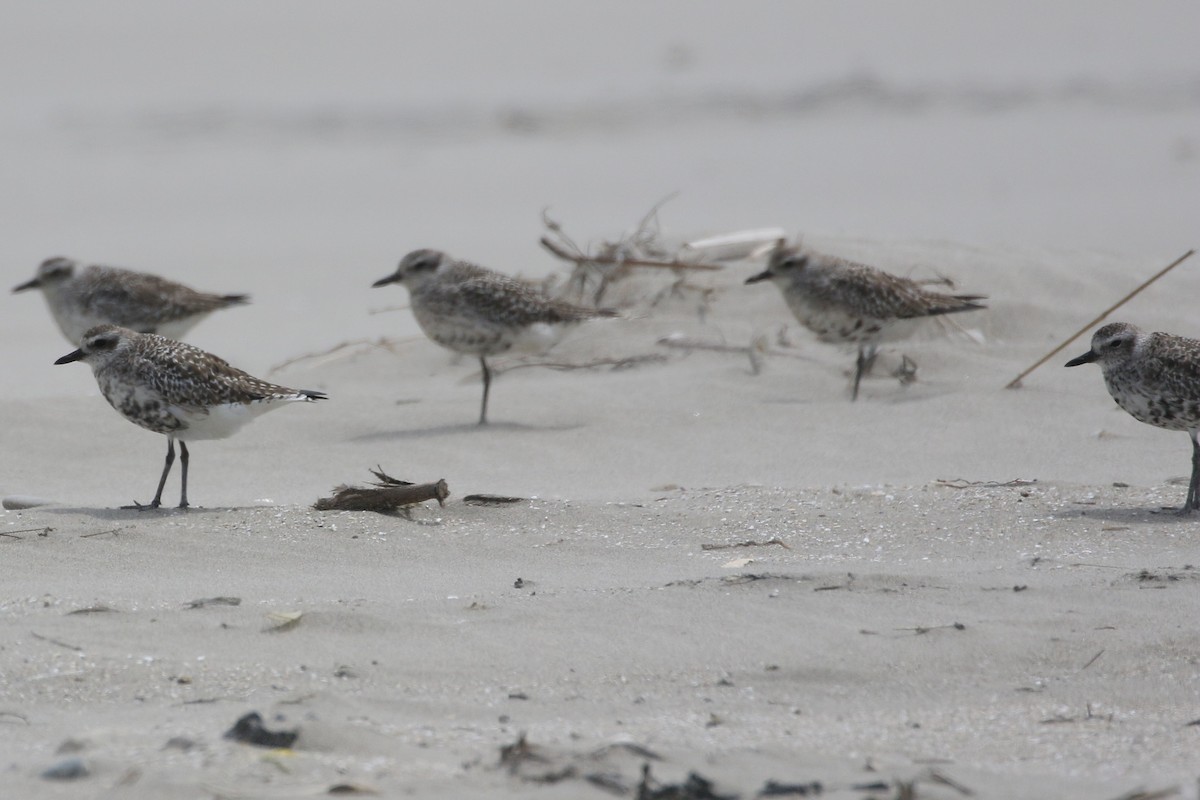 Black-bellied Plover - ML447808651