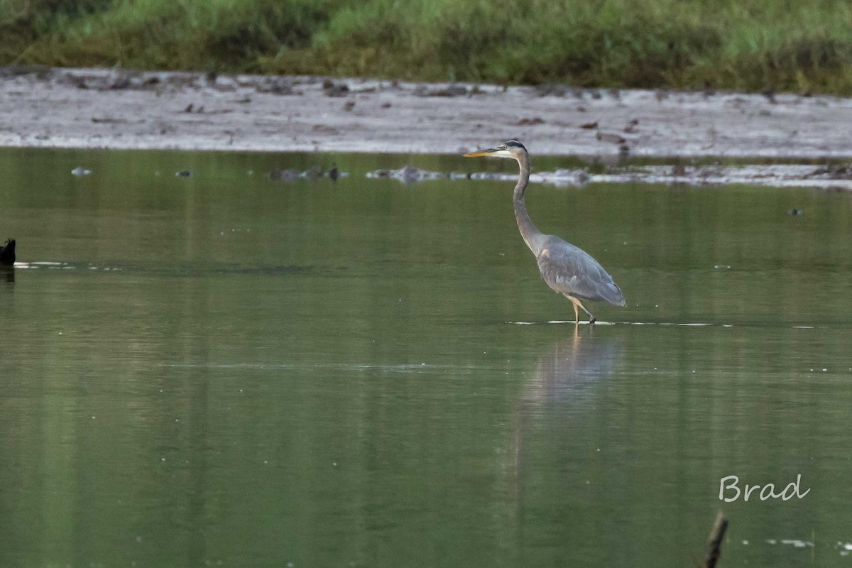 Great Blue Heron - ML44780931