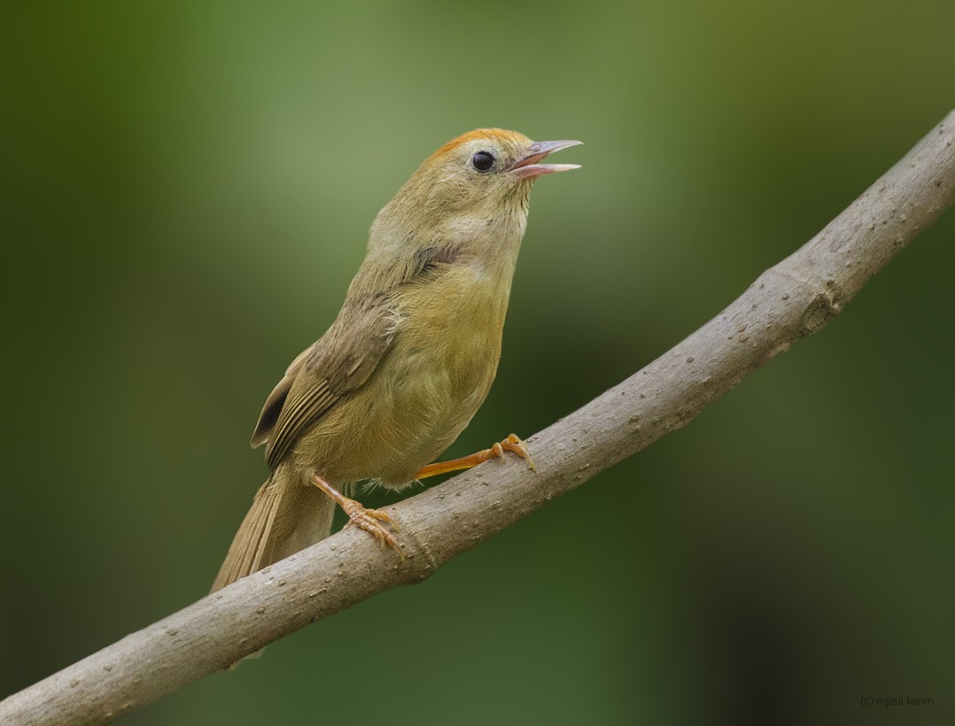 Buff-chested Babbler - Rejaul Karim