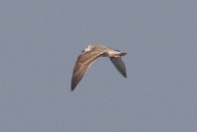 Lesser Black-backed Gull (Heuglin's) - ML447812551