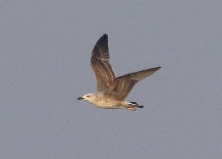 Lesser Black-backed Gull (Heuglin's) - ML447812561