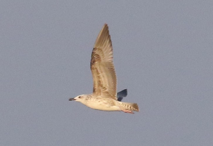Lesser Black-backed Gull (Heuglin's) - ML447812571