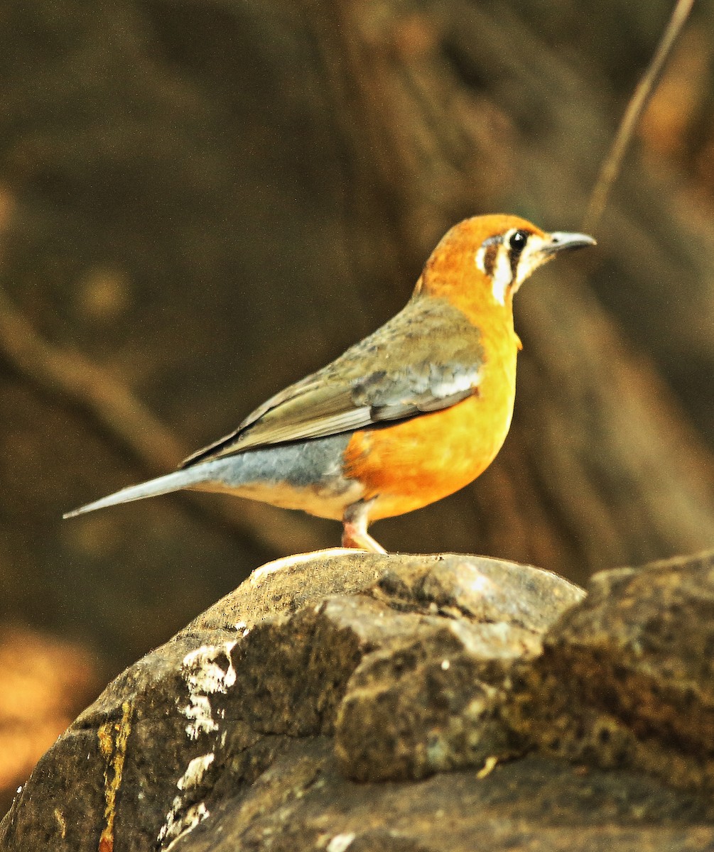 Orange-headed Thrush - ML44781281
