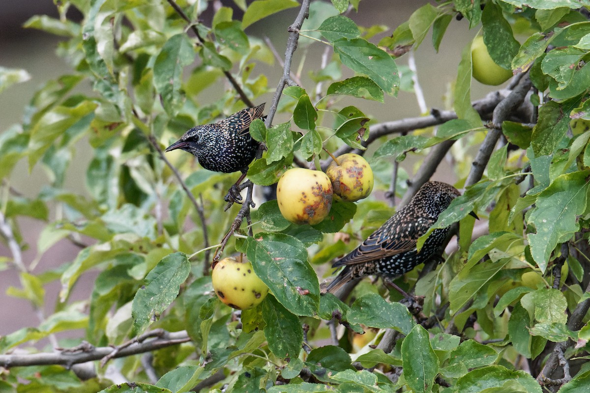 European Starling - Sue Chatfield