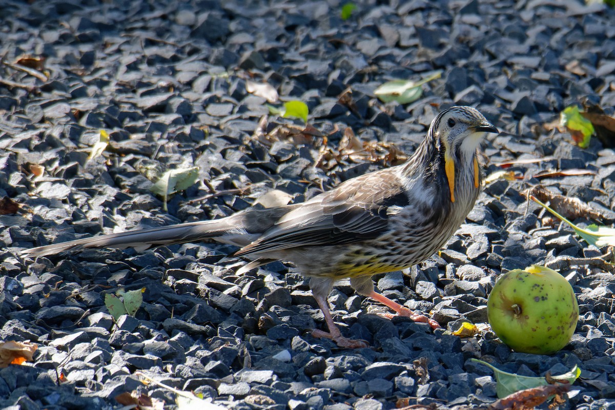 Yellow Wattlebird - Sue Chatfield