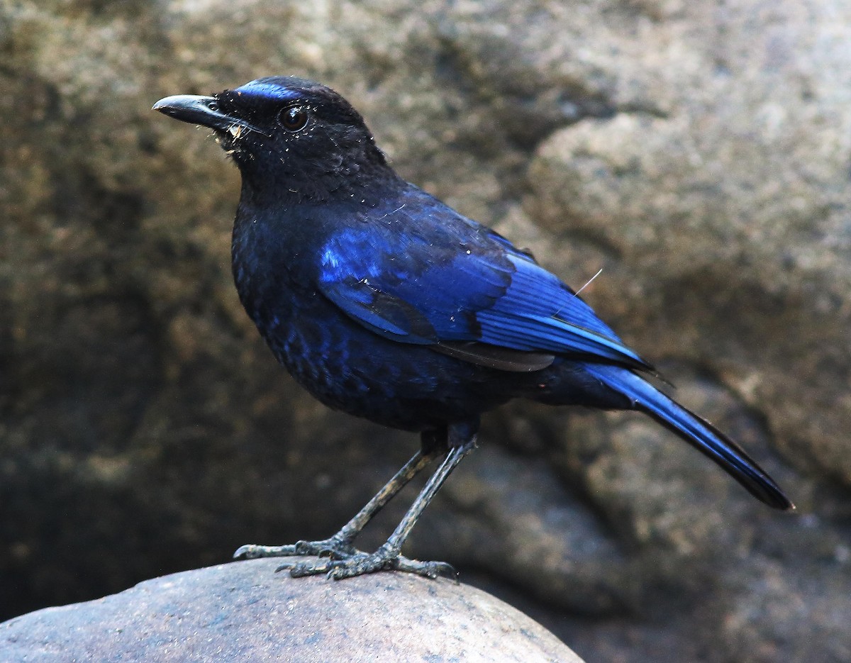 Malabar Whistling-Thrush - ML44781441