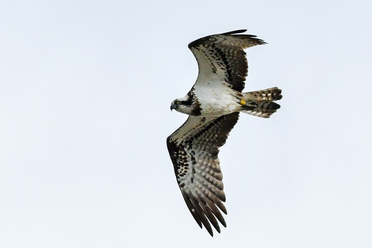 Osprey - Denis Neukomm