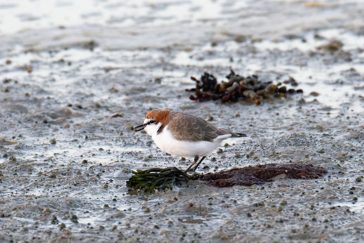 Pluvier à tête rousse - ML447815371