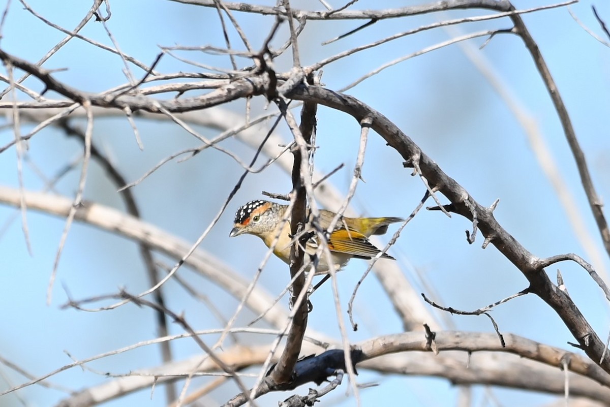 Red-browed Pardalote - Shinead Ashe