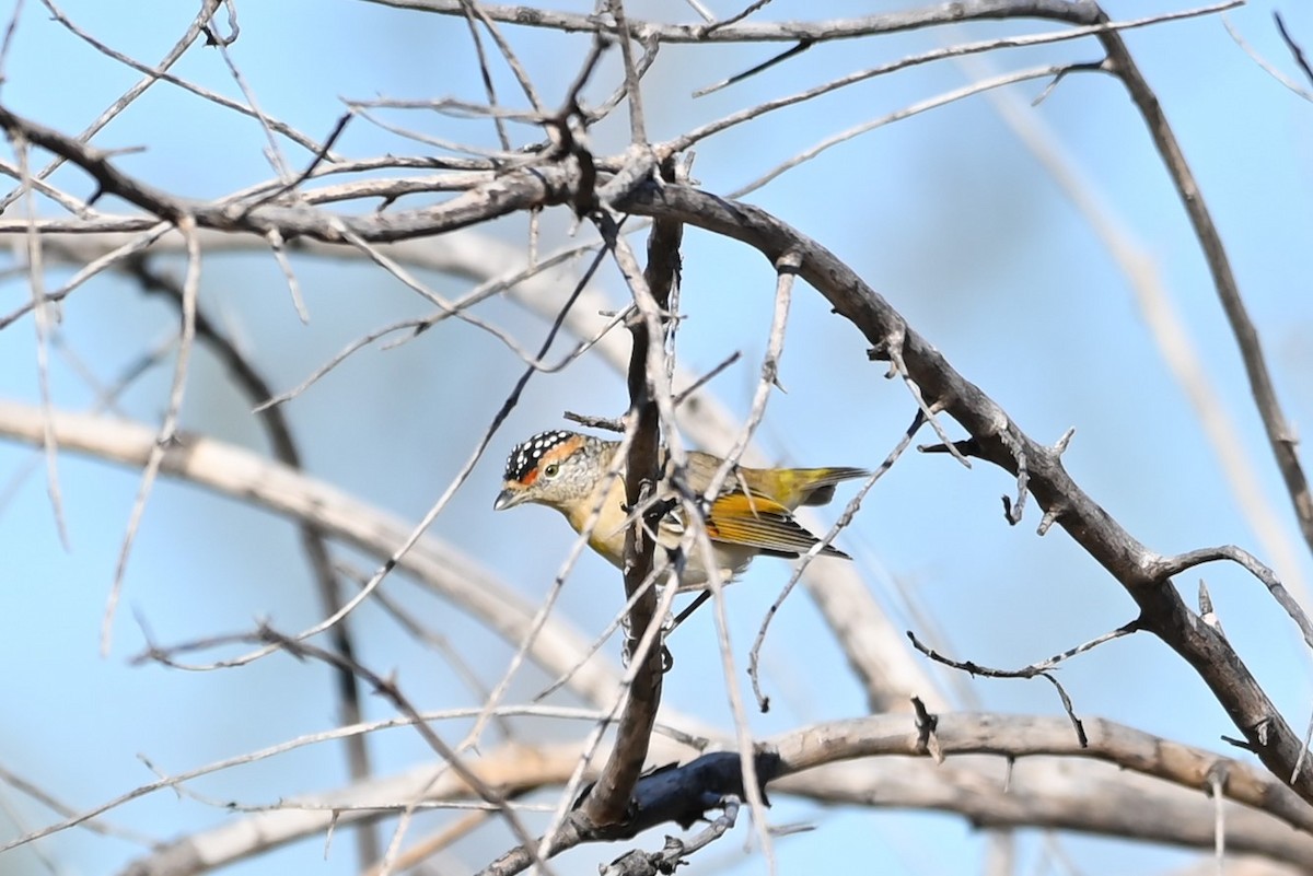 Rotbrauen-Panthervogel - ML447815441