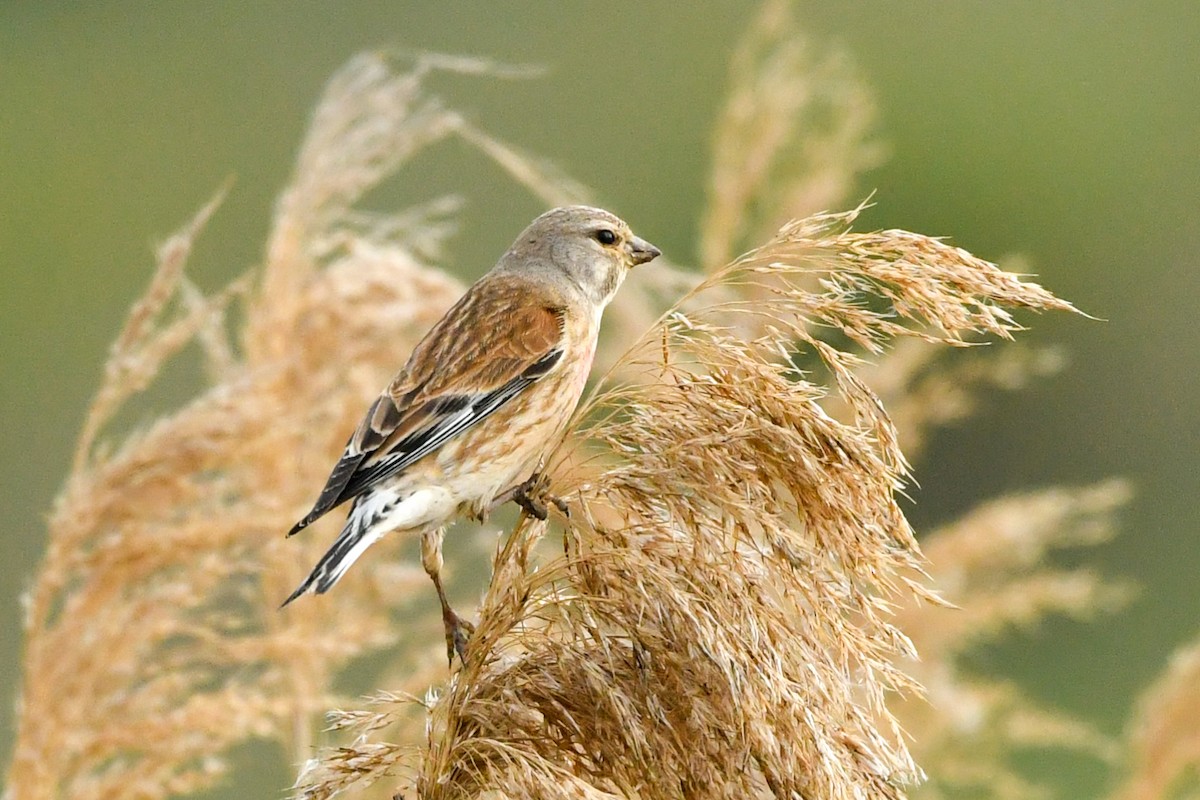 Eurasian Linnet - Denis Neukomm