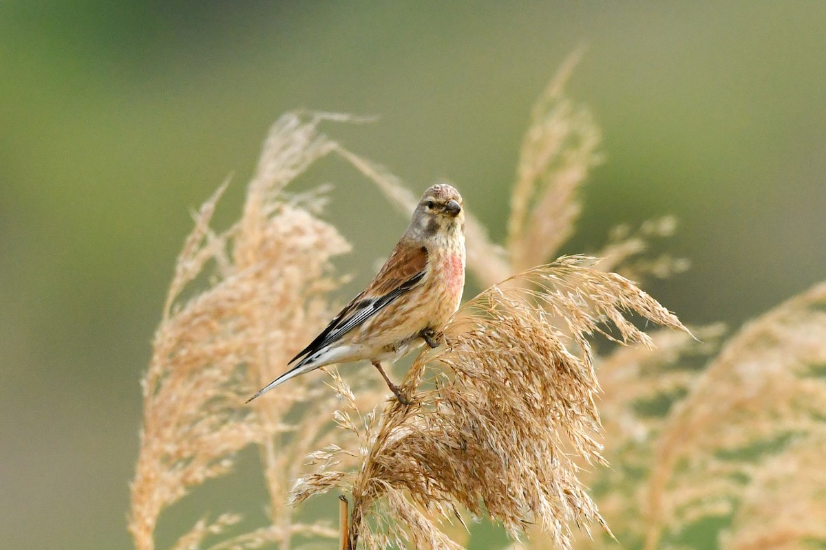 Eurasian Linnet - Denis Neukomm