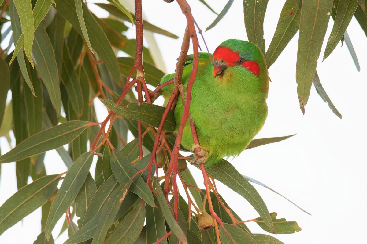 Musk Lorikeet - ML447815751