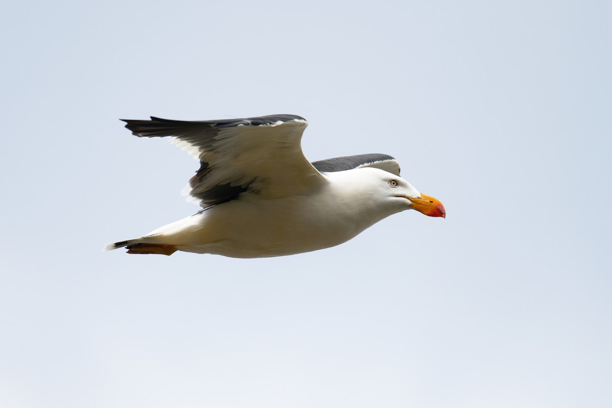 Pacific Gull - Sue Chatfield