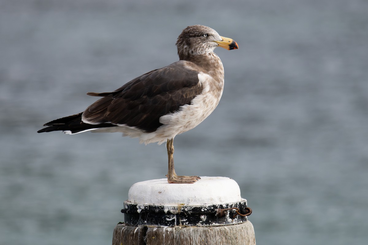 Pacific Gull - Sue Chatfield