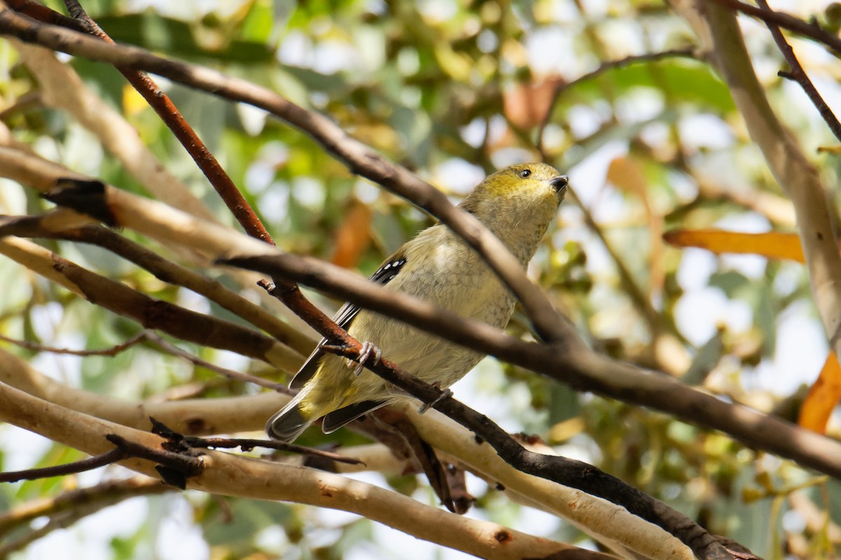 Forty-spotted Pardalote - Sue Chatfield