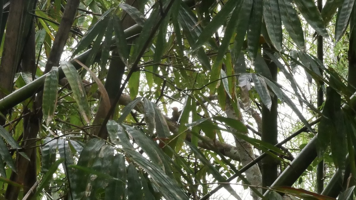 Bamboo Woodpecker - Poramin Watnakornbancha