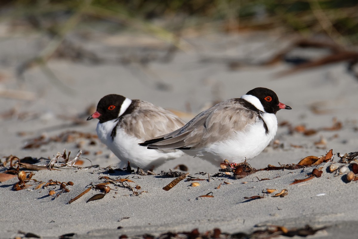 Hooded Plover - Sue Chatfield