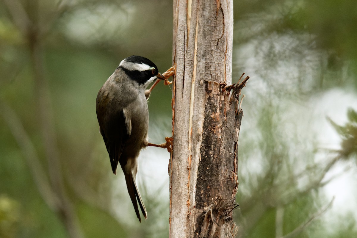 Strong-billed Honeyeater - Sue Chatfield