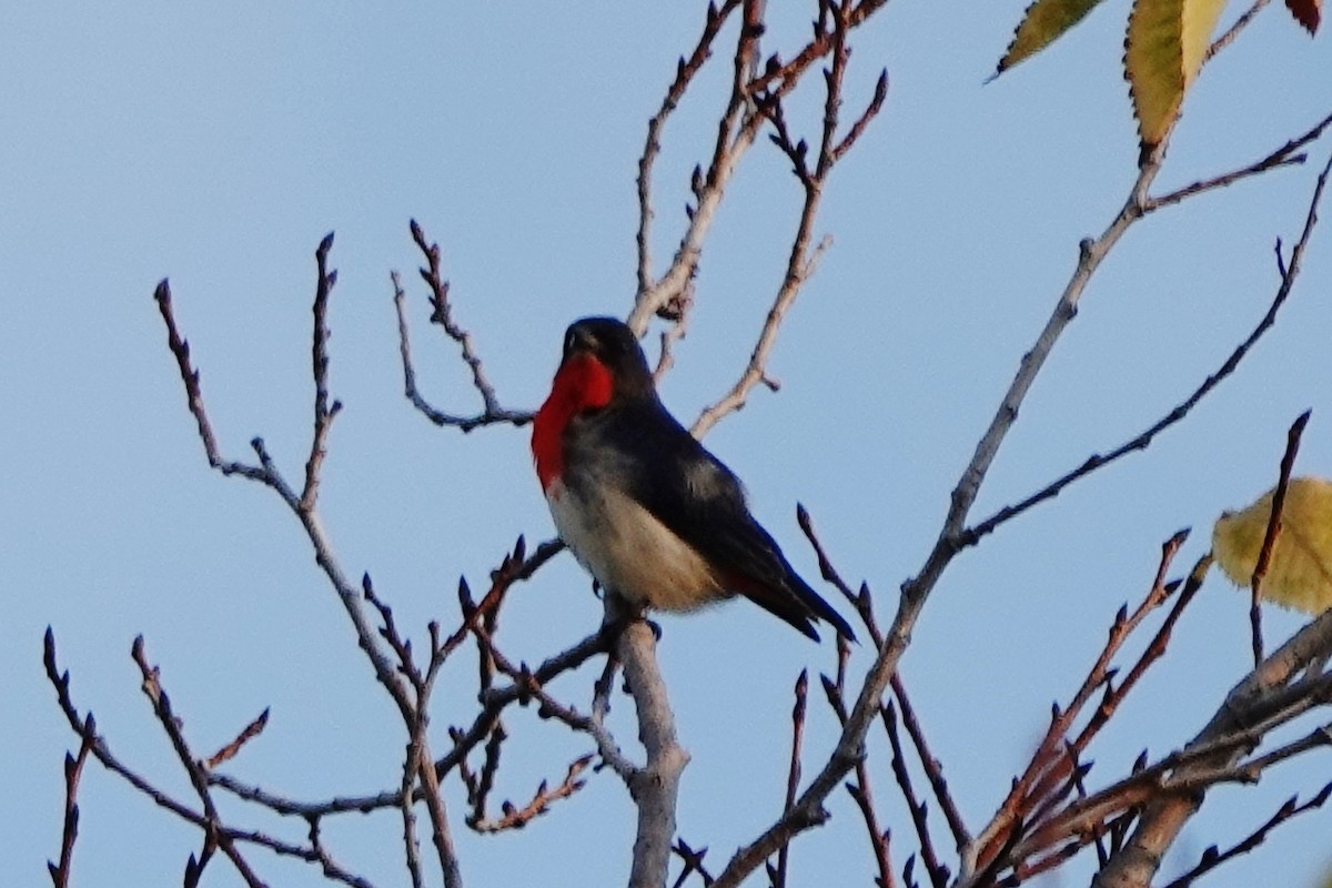 Mistletoebird - ML447817761