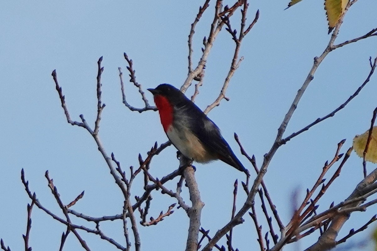 Mistletoebird - ML447817781