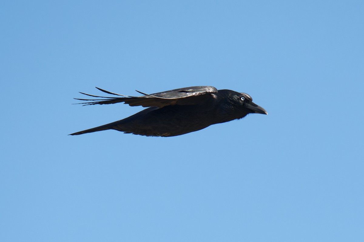 Corbeau de Tasmanie - ML447818241