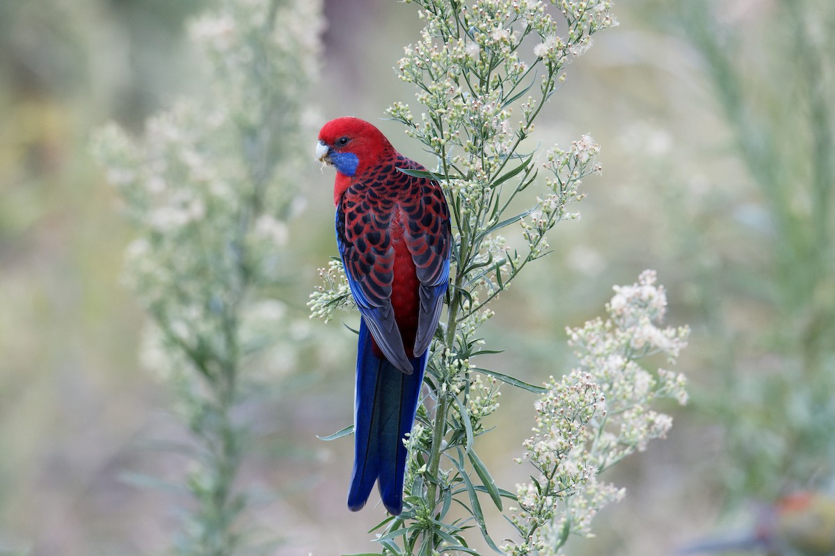 Crimson Rosella - ML447819051