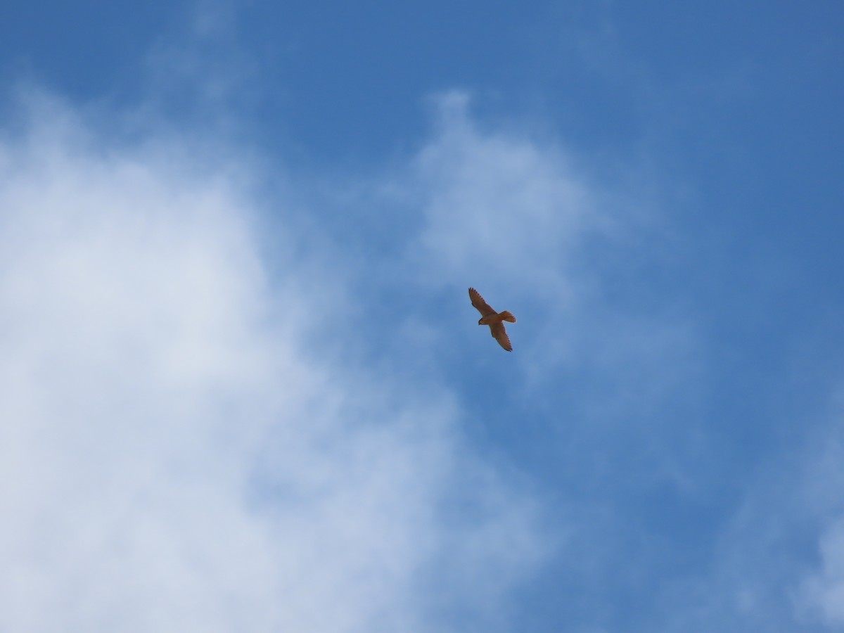 Peregrine Falcon (Barbary) - ML447819311