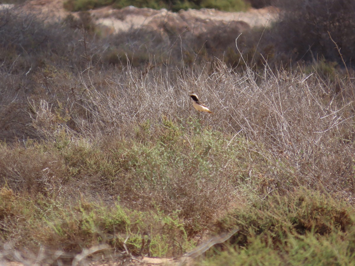 Red-rumped Wheatear - ML447819371