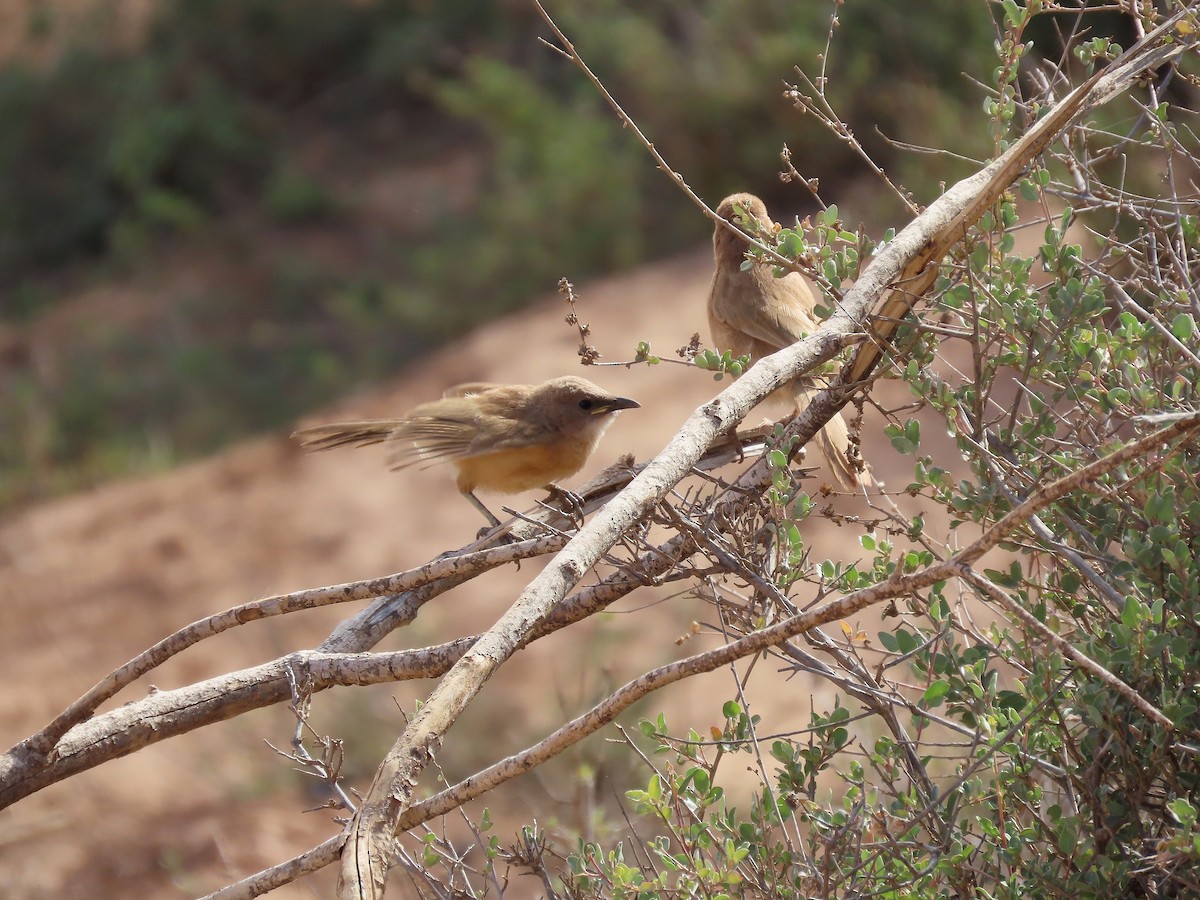 זנבן אפריקני - ML447819451