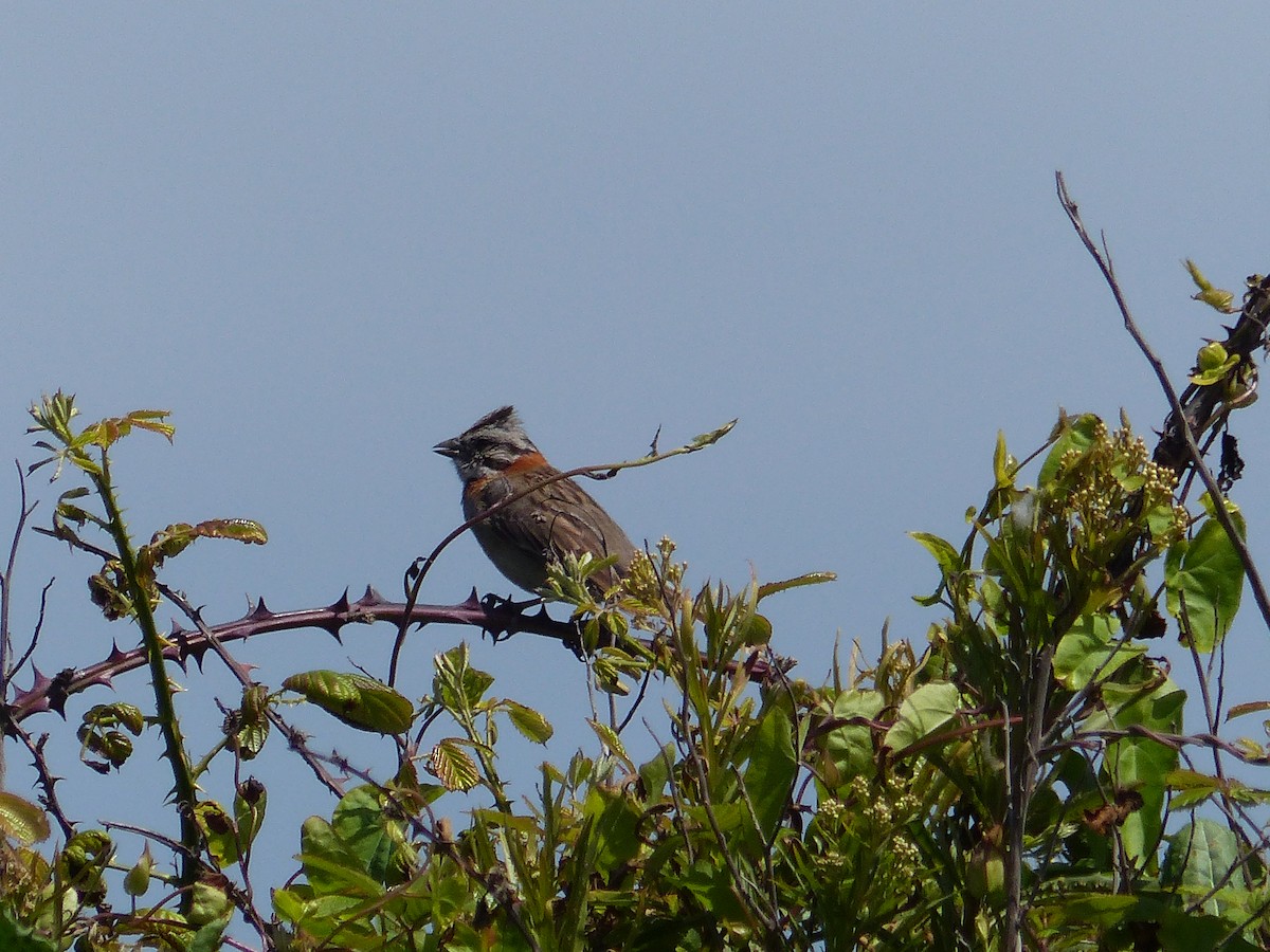 Rufous-collared Sparrow - ML447819481