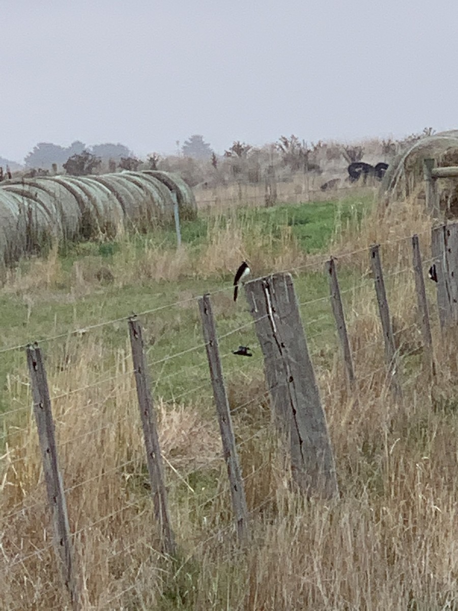 Willie-wagtail - ML447819571