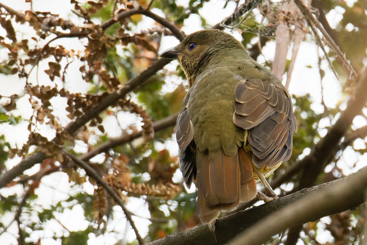 Satin Bowerbird - Sue Chatfield