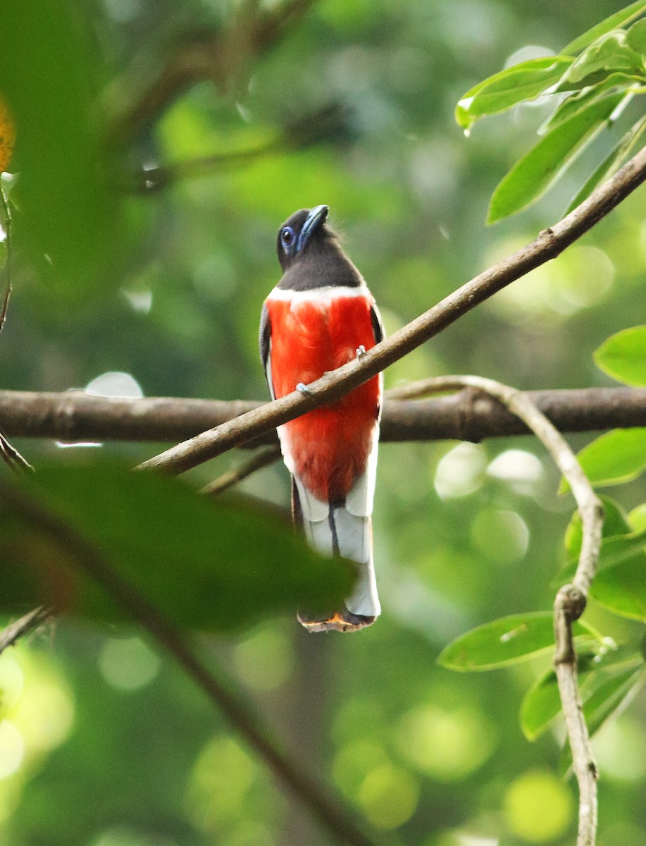 Malabar Trogon - ML44782091