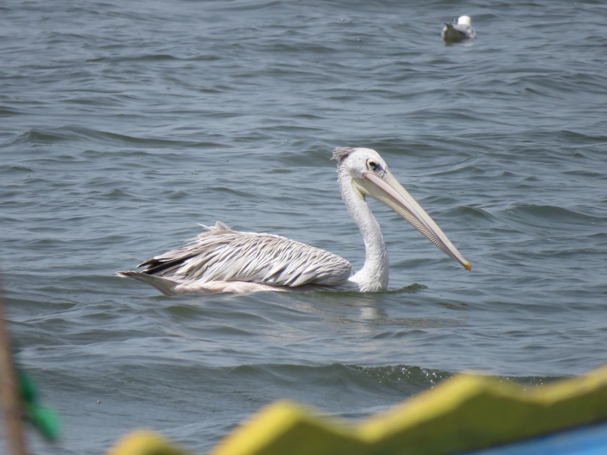 Pink-backed Pelican - ML447821161