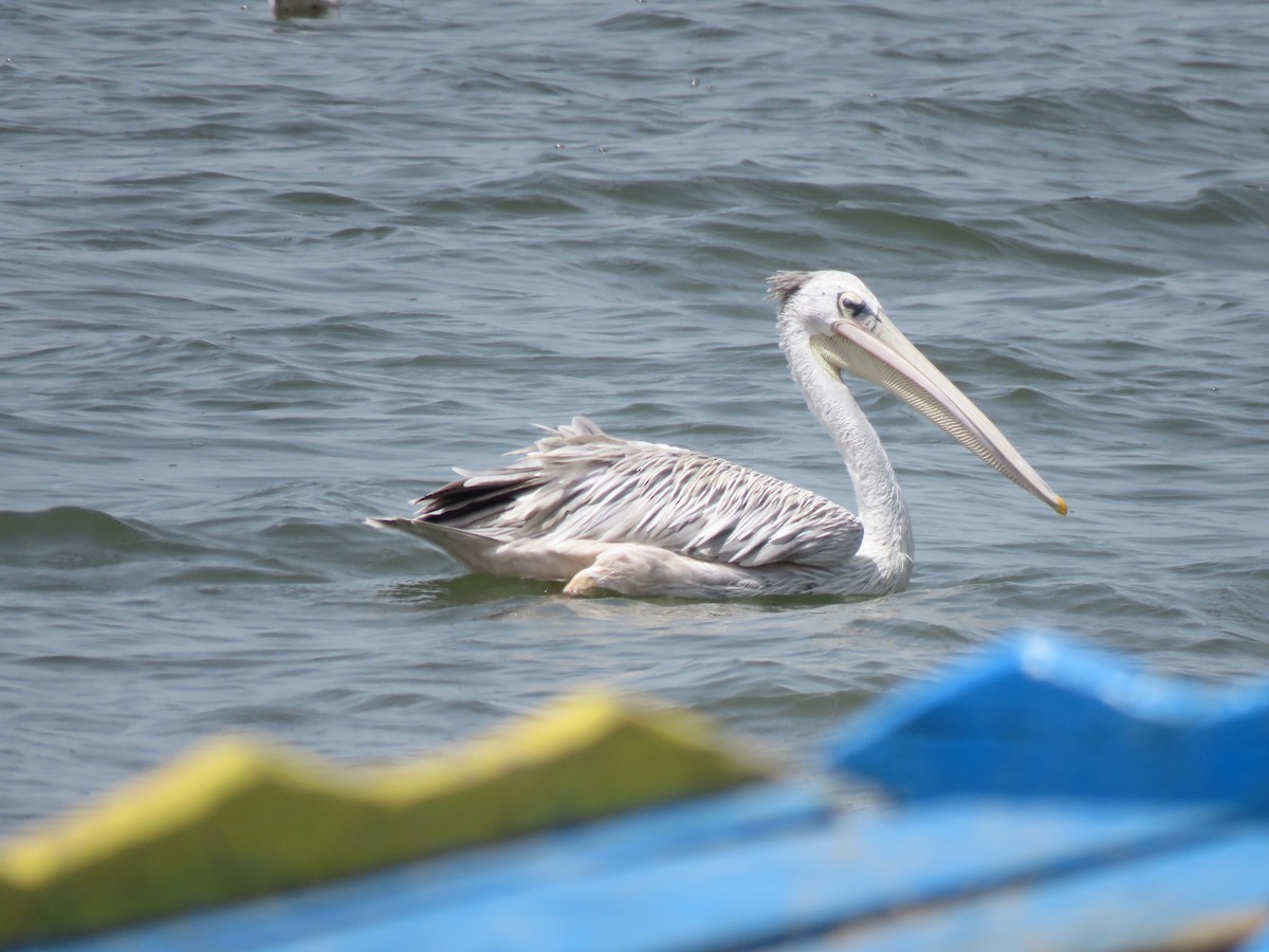 Pink-backed Pelican - ML447821181