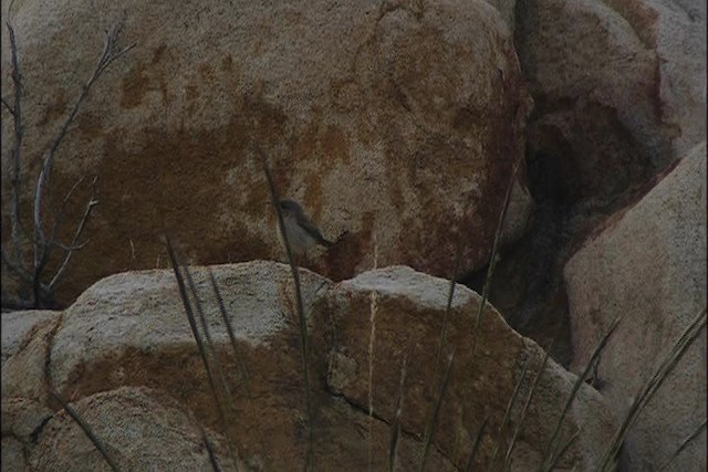 Rock Wren (Northern) - ML447822