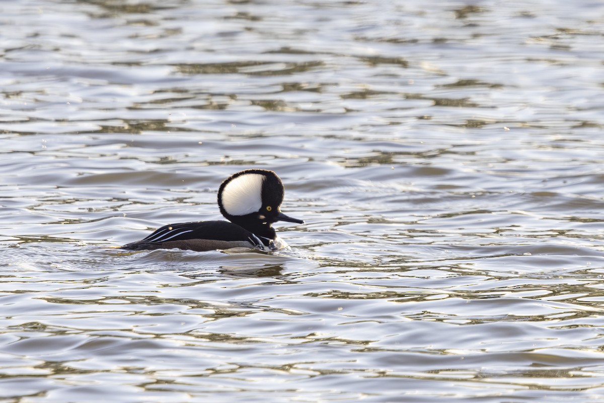 eBird Checklist - 11 May 2022 - Abberton Reservoir--Layer-de-la-Haye ...