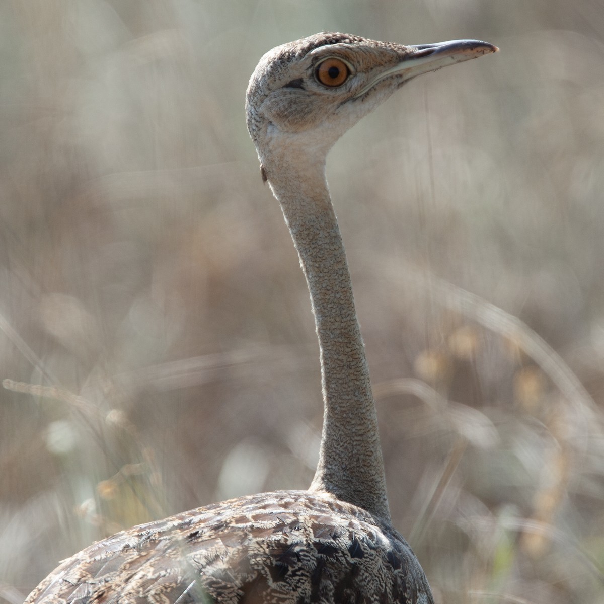 Black-bellied Bustard - ML447823381