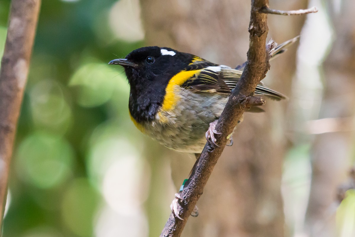 Stitchbird - Torben Langer