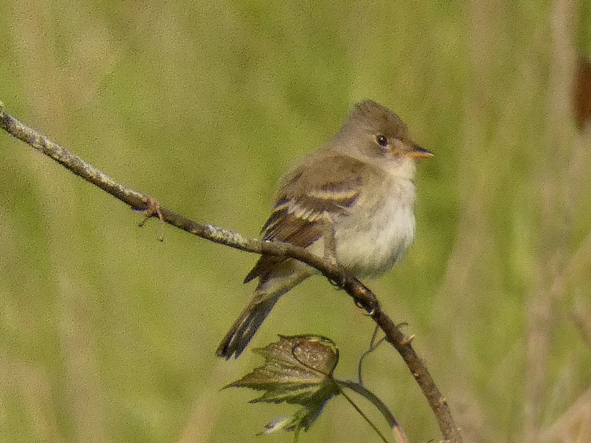 Willow Flycatcher - ML447825051