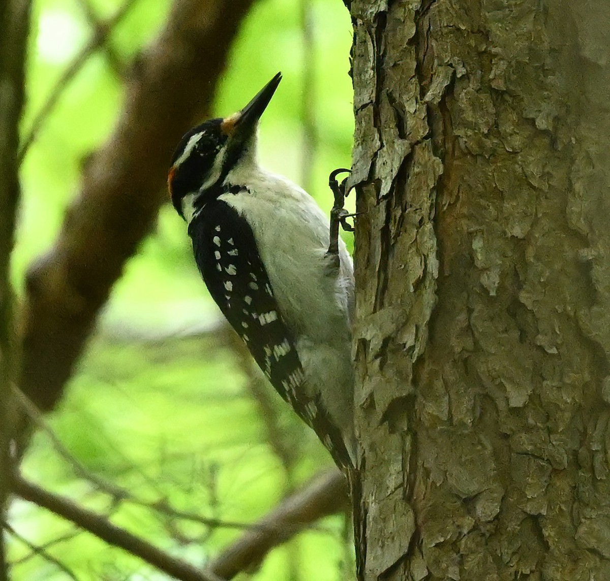 Hairy Woodpecker - ML447825171