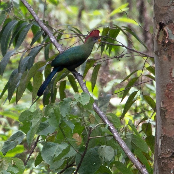 Bannerman's Turaco - Werner Suter