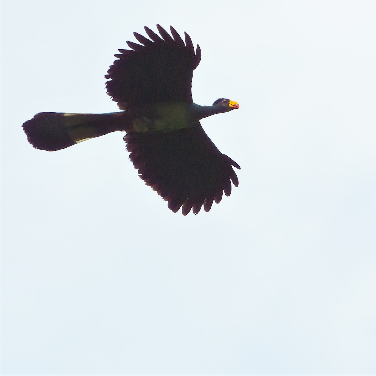 Great Blue Turaco - ML447825491